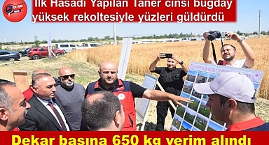 Çay'da Taner Ekmeklik Buğday Çeşidi Tarla İşlemleri Günü 