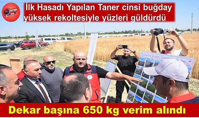 Çay'da Taner Ekmeklik Buğday Çeşidi Tarla İşlemleri Günü 